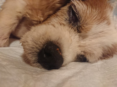 f:id:roukenhome-ann:20190811191859j:plain