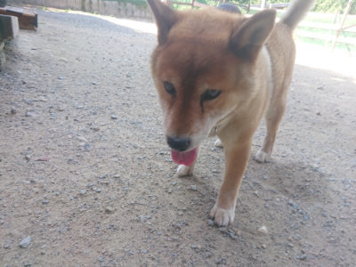 f:id:roukenhome-ann:20190811192030j:plain