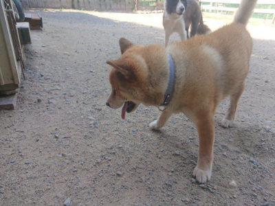 f:id:roukenhome-ann:20190811192057j:plain