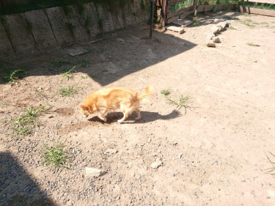 f:id:roukenhome-ann:20190811192124j:plain