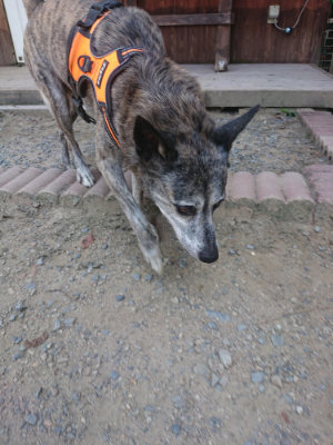 f:id:roukenhome-ann:20190811192153j:plain