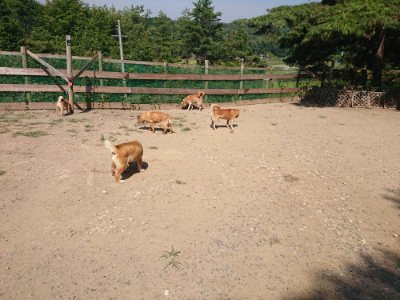 f:id:roukenhome-ann:20190811192332j:plain