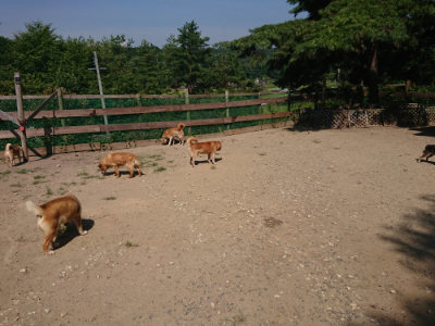 f:id:roukenhome-ann:20190811192338j:plain