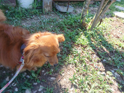 f:id:roukenhome-ann:20190811194912j:plain