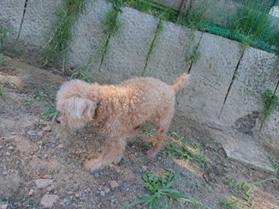 f:id:roukenhome-ann:20190811202508j:plain