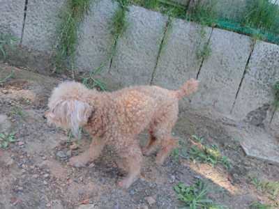 f:id:roukenhome-ann:20190811202515j:plain