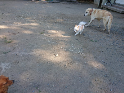 f:id:roukenhome-ann:20190811204408j:plain