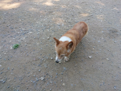 f:id:roukenhome-ann:20190811210340j:plain