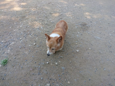 f:id:roukenhome-ann:20190811210431j:plain