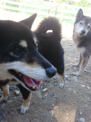 f:id:roukenhome-ann:20190811211828j:plain