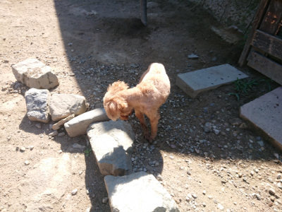 f:id:roukenhome-ann:20190811212508j:plain