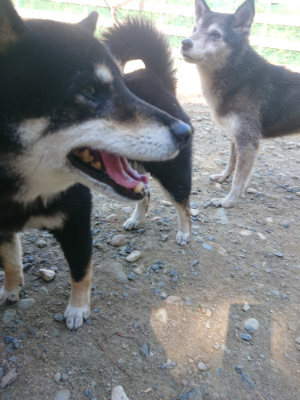 f:id:roukenhome-ann:20190811212946j:plain