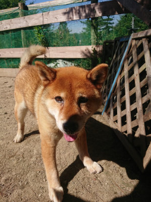 f:id:roukenhome-ann:20190811214719j:plain