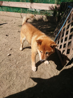 f:id:roukenhome-ann:20190811214752j:plain