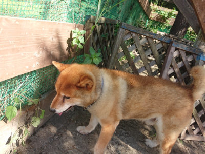 f:id:roukenhome-ann:20190811214936j:plain