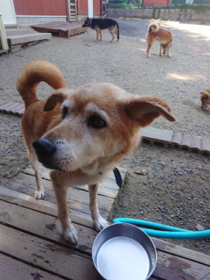 f:id:roukenhome-ann:20190812050240j:plain