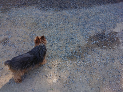 f:id:roukenhome-ann:20190812050251j:plain
