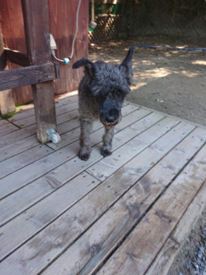 f:id:roukenhome-ann:20190812050647j:plain