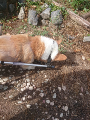 f:id:roukenhome-ann:20190812123435j:plain