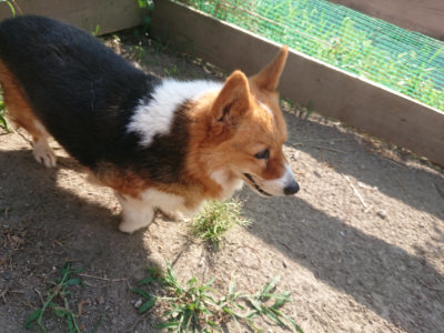 f:id:roukenhome-ann:20190812150926j:plain