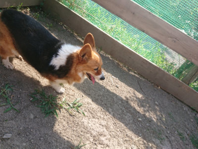 f:id:roukenhome-ann:20190812150940j:plain