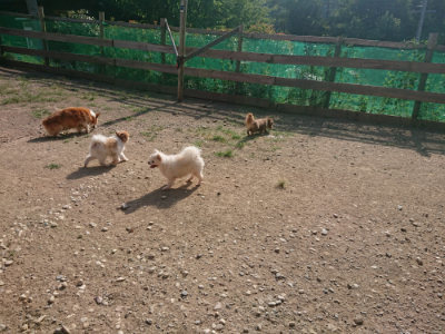 f:id:roukenhome-ann:20190812151108j:plain