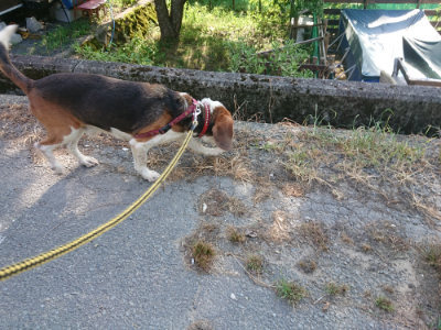 f:id:roukenhome-ann:20190812151251j:plain