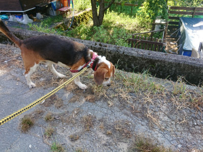 f:id:roukenhome-ann:20190812151945j:plain