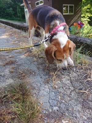 f:id:roukenhome-ann:20190812152008j:plain