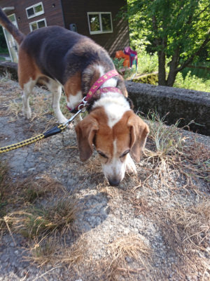 f:id:roukenhome-ann:20190812152021j:plain