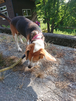 f:id:roukenhome-ann:20190812152026j:plain