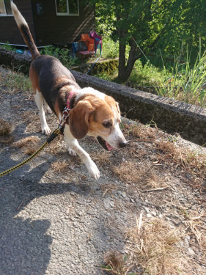 f:id:roukenhome-ann:20190812152035j:plain