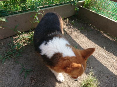 f:id:roukenhome-ann:20190812153435j:plain