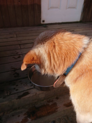 f:id:roukenhome-ann:20190812174440j:plain