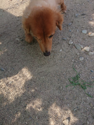 f:id:roukenhome-ann:20190812175057j:plain f:id:roukenhome-ann:20190812175057j:plain
