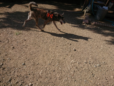 f:id:roukenhome-ann:20190812175157j:plain f:id:roukenhome-ann:20190812175157j:plain