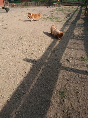 f:id:roukenhome-ann:20190812175411j:plain f:id:roukenhome-ann:20190812175411j:plain