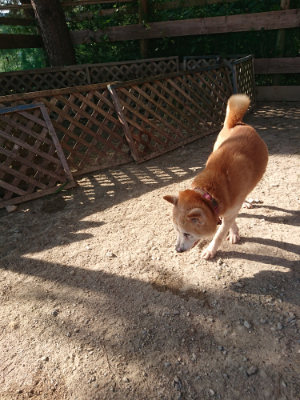 f:id:roukenhome-ann:20190812175547j:plain f:id:roukenhome-ann:20190812175547j:plain
