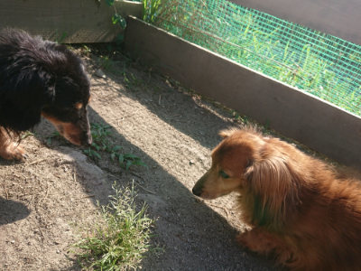 f:id:roukenhome-ann:20190812180949j:plain f:id:roukenhome-ann:20190812180949j:plain