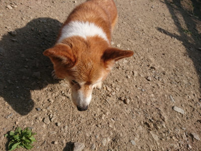 f:id:roukenhome-ann:20190812181014j:plain f:id:roukenhome-ann:20190812181014j:plain