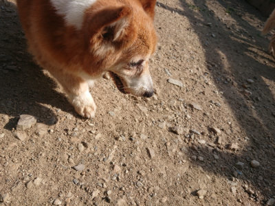f:id:roukenhome-ann:20190812181025j:plain f:id:roukenhome-ann:20190812181025j:plain