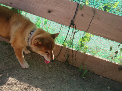 f:id:roukenhome-ann:20190812181124j:plain f:id:roukenhome-ann:20190812181124j:plain