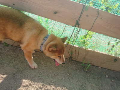 f:id:roukenhome-ann:20190812181144j:plain f:id:roukenhome-ann:20190812181144j:plain