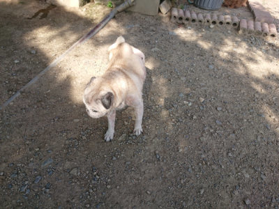 f:id:roukenhome-ann:20190812181216j:plain f:id:roukenhome-ann:20190812181216j:plain