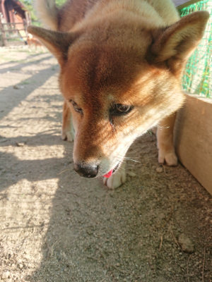 f:id:roukenhome-ann:20190812181221j:plain f:id:roukenhome-ann:20190812181221j:plain