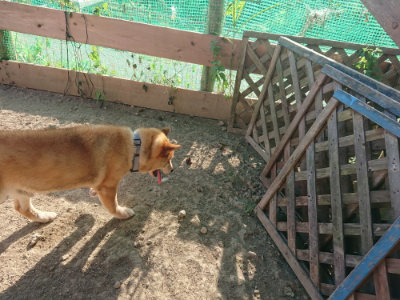 f:id:roukenhome-ann:20190812181729j:plain f:id:roukenhome-ann:20190812181729j:plain
