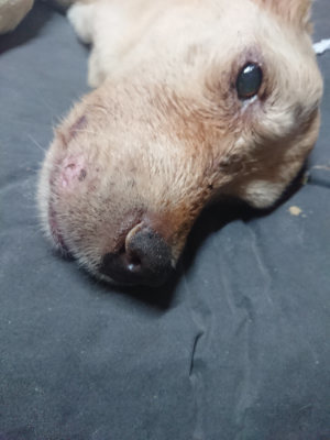 f:id:roukenhome-ann:20190812181817j:plain f:id:roukenhome-ann:20190812181817j:plain