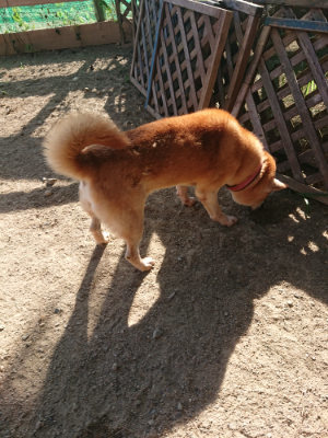 f:id:roukenhome-ann:20190812181924j:plain f:id:roukenhome-ann:20190812181924j:plain