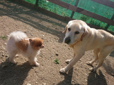 f:id:roukenhome-ann:20190812181935j:plain f:id:roukenhome-ann:20190812181935j:plain