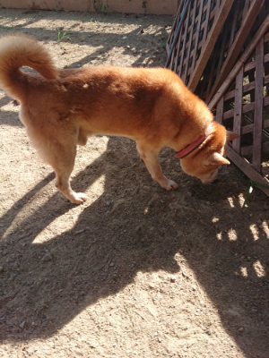 f:id:roukenhome-ann:20190812182032j:plain f:id:roukenhome-ann:20190812182032j:plain
